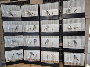 Unsere Vögel die ausgestellt worden sind