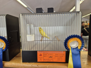 Siegervogel der Schau