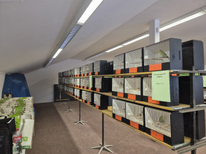 Farbwellensittich Abteilung