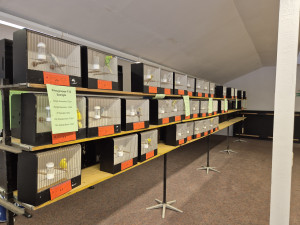 Farbwellensittich Abteilung