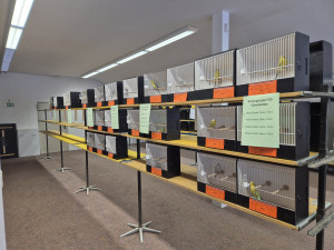 Farbwellensittich Abteilung