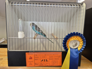 Siegervogel der Schau