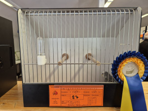 Siegervogel der Schau